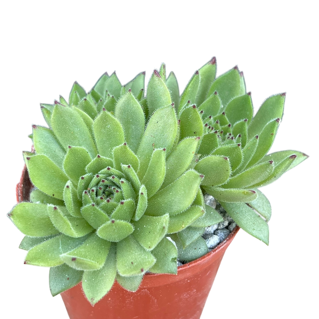 Sempervivum 'Chocolate Box'