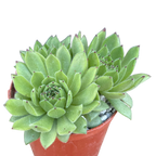 Sempervivum 'Chocolate Box'