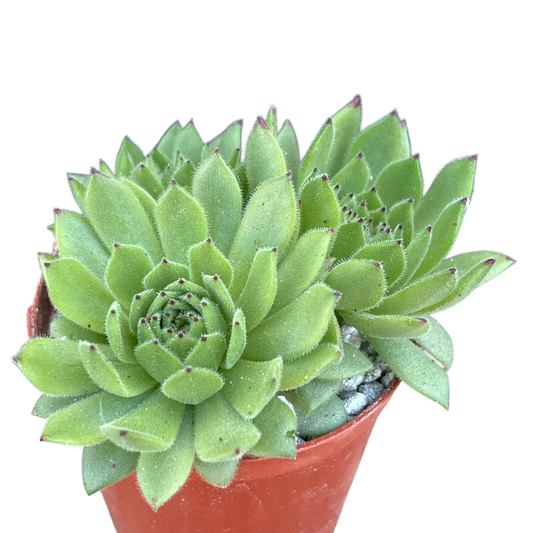 Sempervivum 'Chocolate Box'