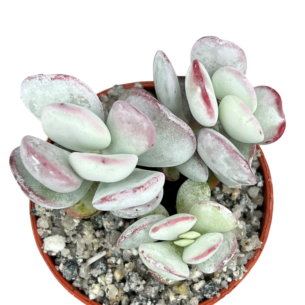 Cotyledon orbiculata | Dwarf Form