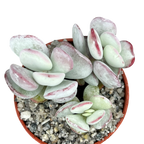 Cotyledon orbiculata | Dwarf Form