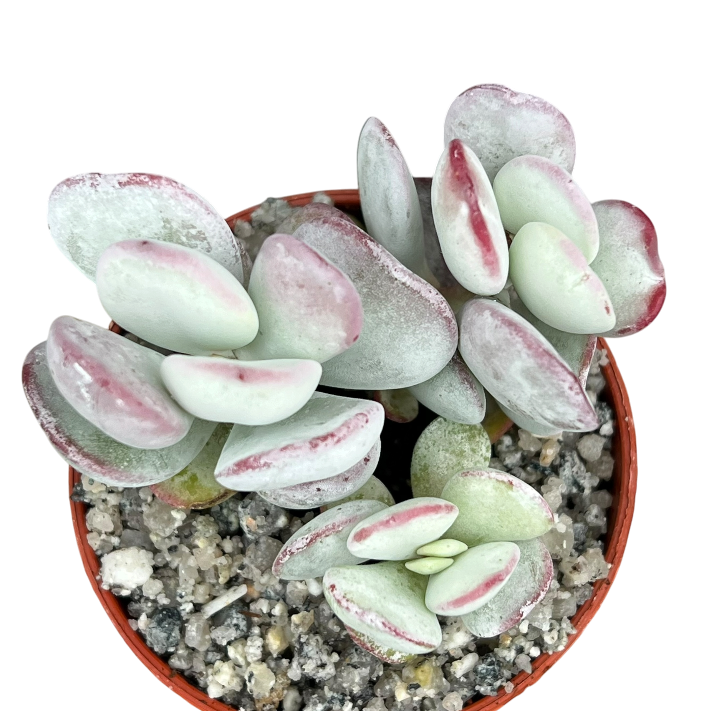 Cotyledon orbiculata | Dwarf Form
