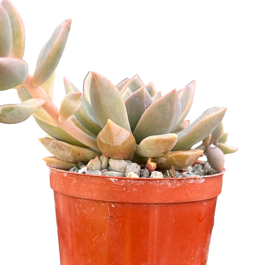 x Graptoveria 'Pik Ruza'