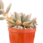 x Graptoveria 'Pik Ruza'