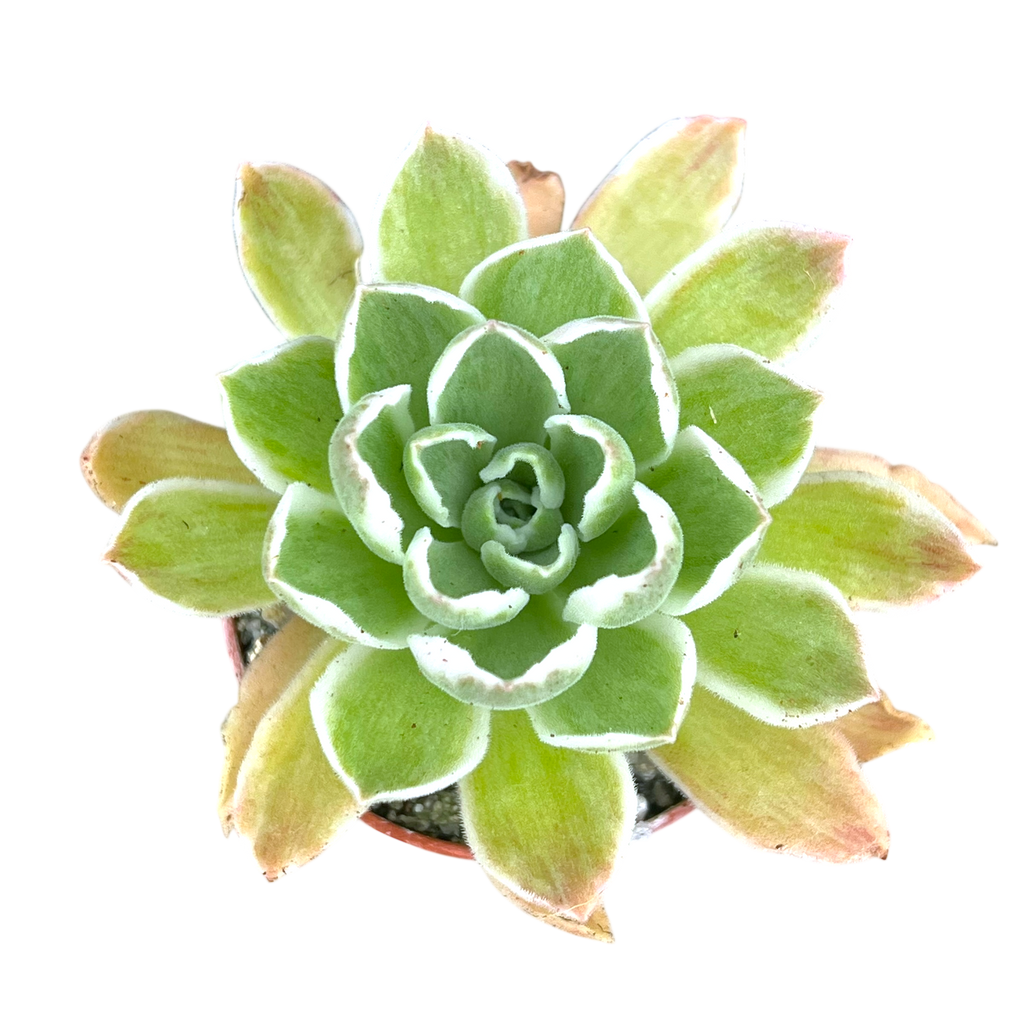 Aeonium goochiae 'Ballerina'
