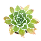 Aeonium goochiae 'Ballerina'