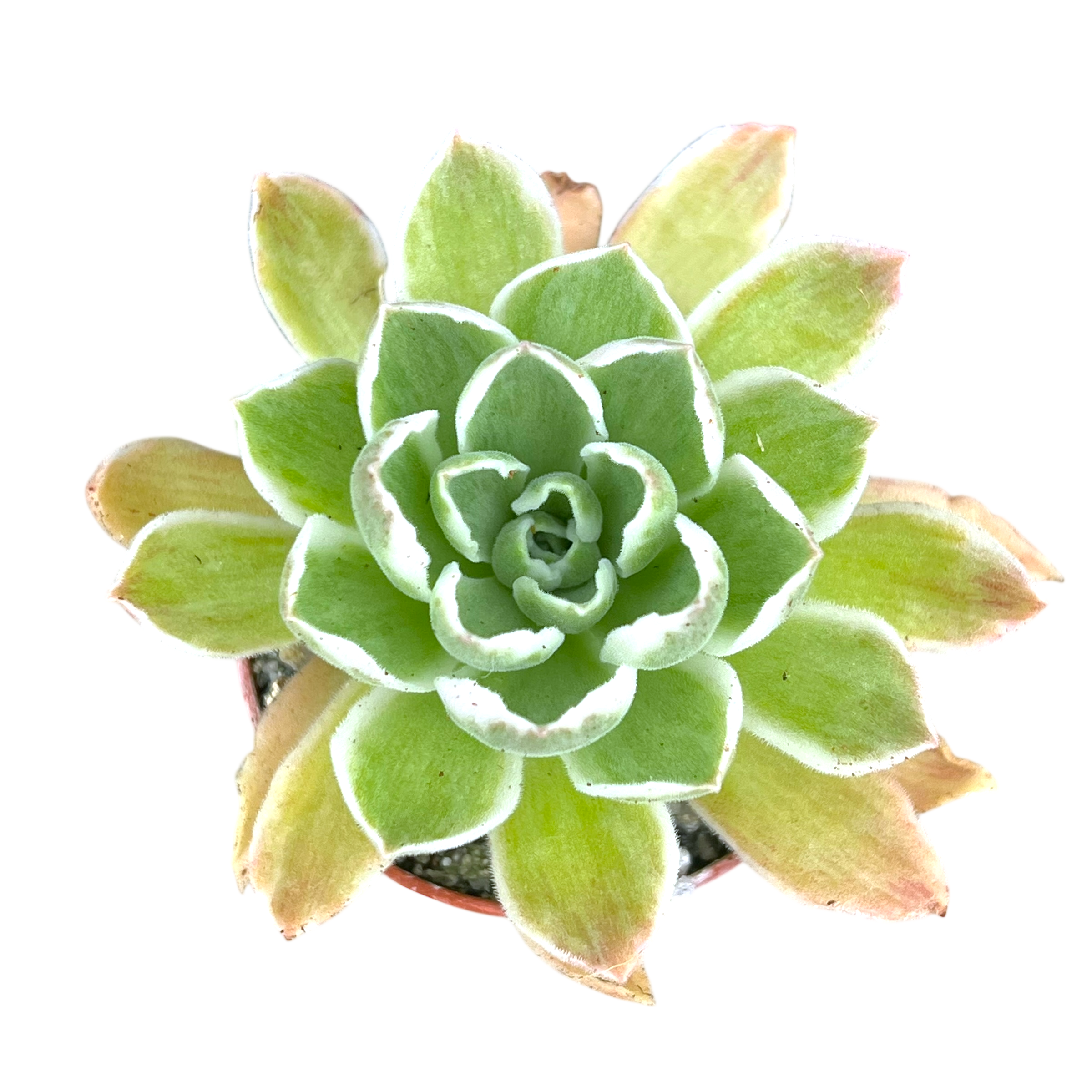 Aeonium goochiae 'Ballerina'