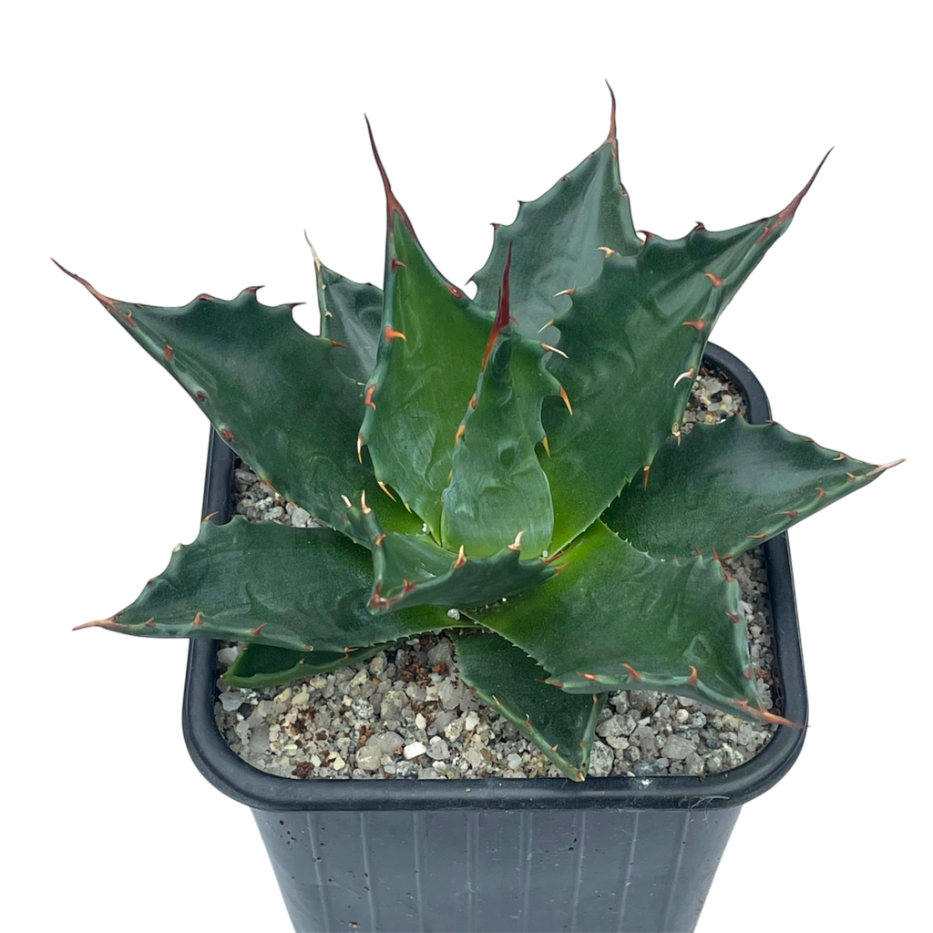 Agave montana