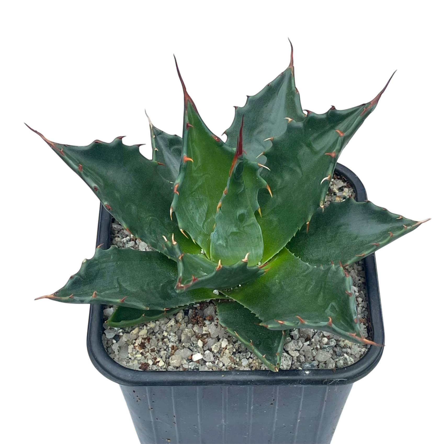 Agave montana