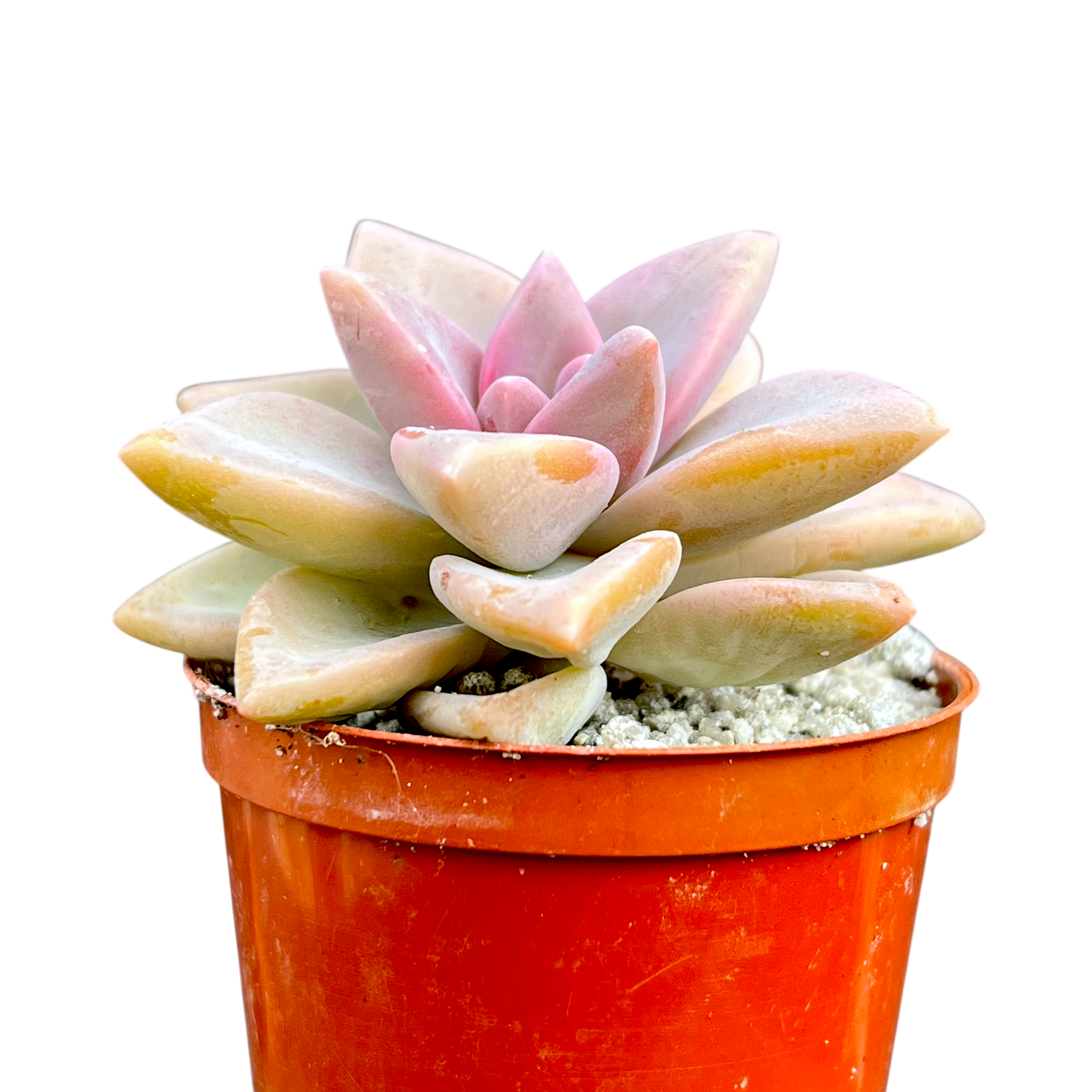 x Graptosedum 'Ghosty'