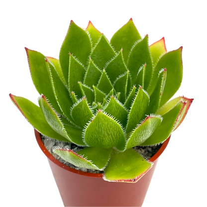 Aeonium 'Ron Dale'