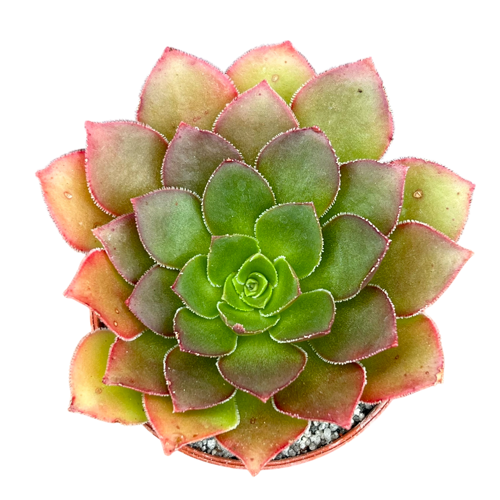 x Semponium 'Diamond'