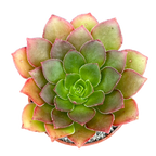 x Semponium 'Diamond'