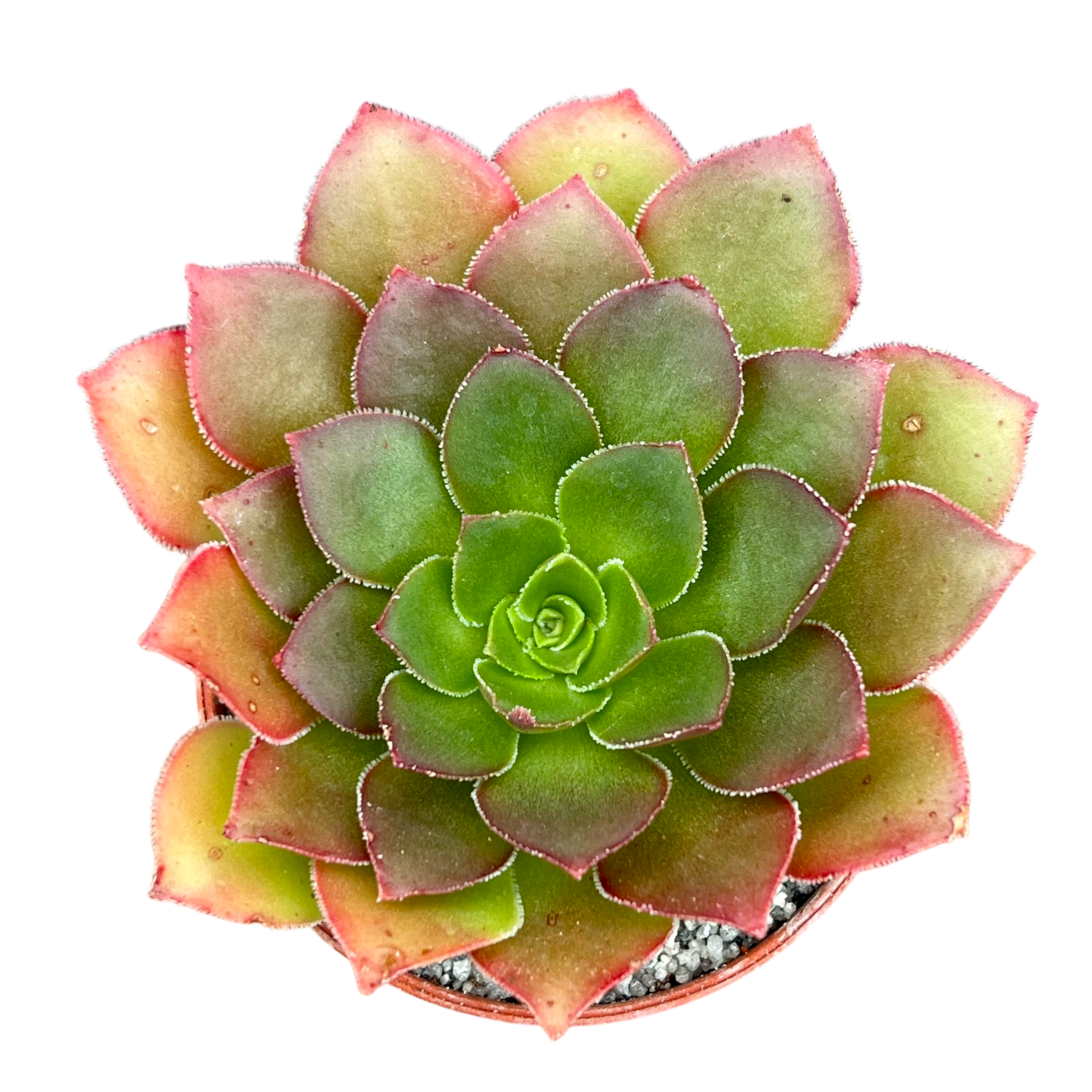 x Semponium 'Diamond'