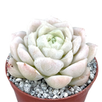 Echeveria 'Unicorn'