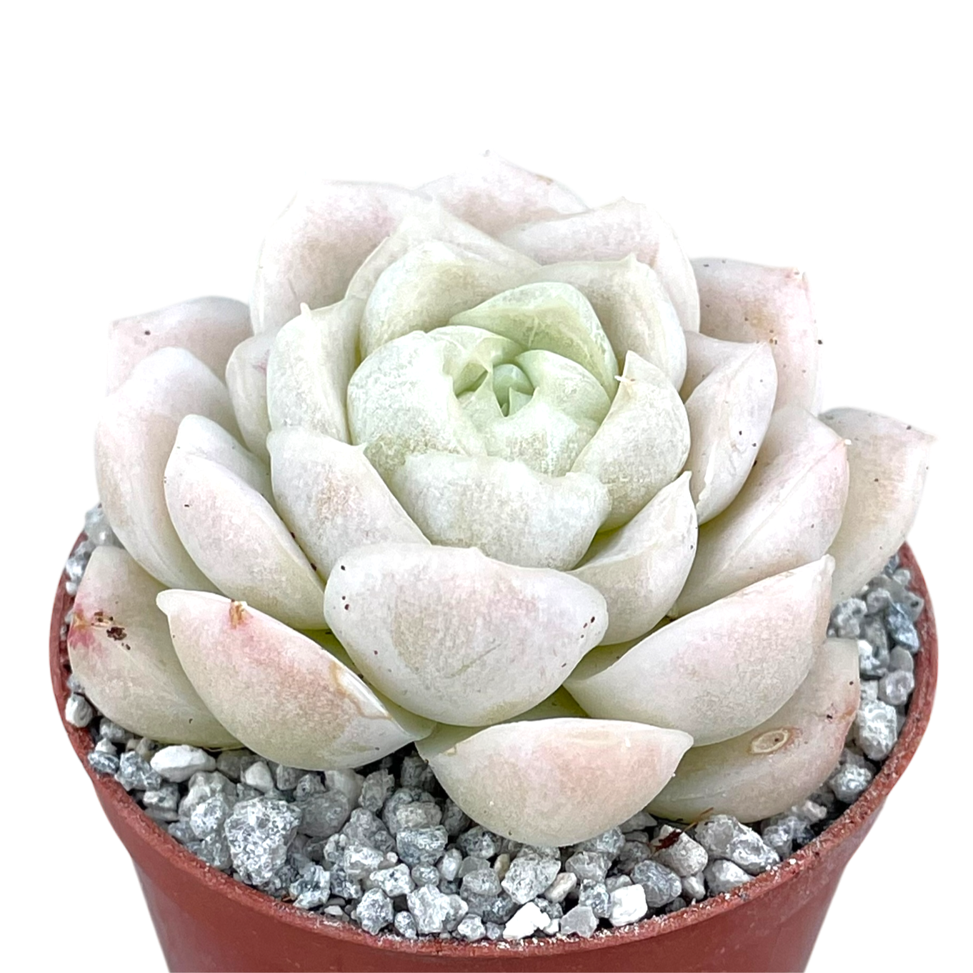 Echeveria 'Unicorn'