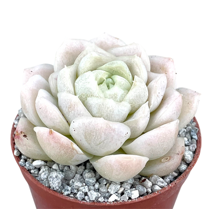 Echeveria 'Unicorn'