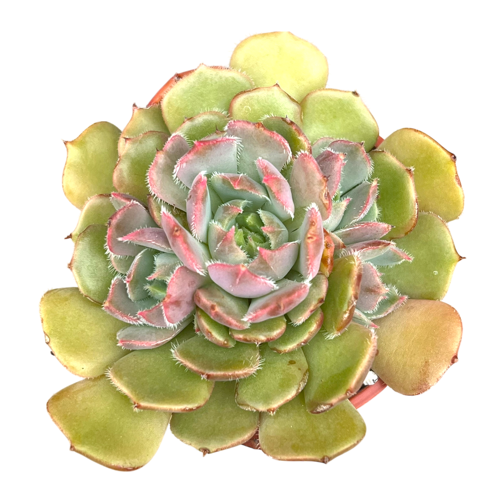Echeveria 'Pastel Rose'