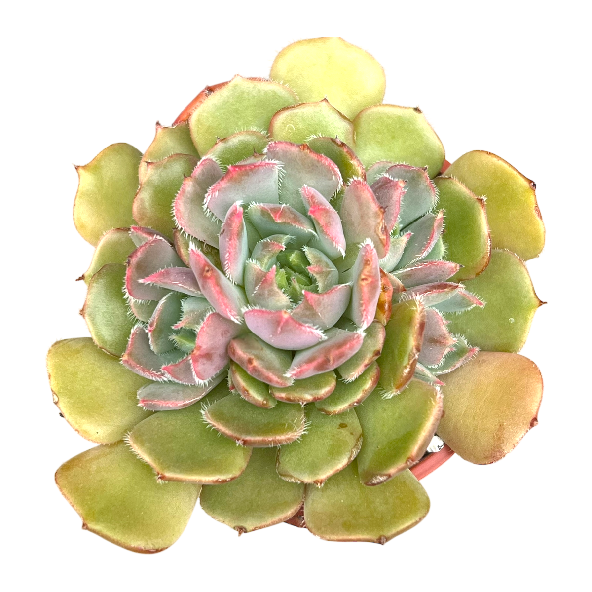 Echeveria 'Pastel Rose'