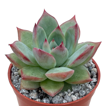 Echeveria 'Cornish Delight'