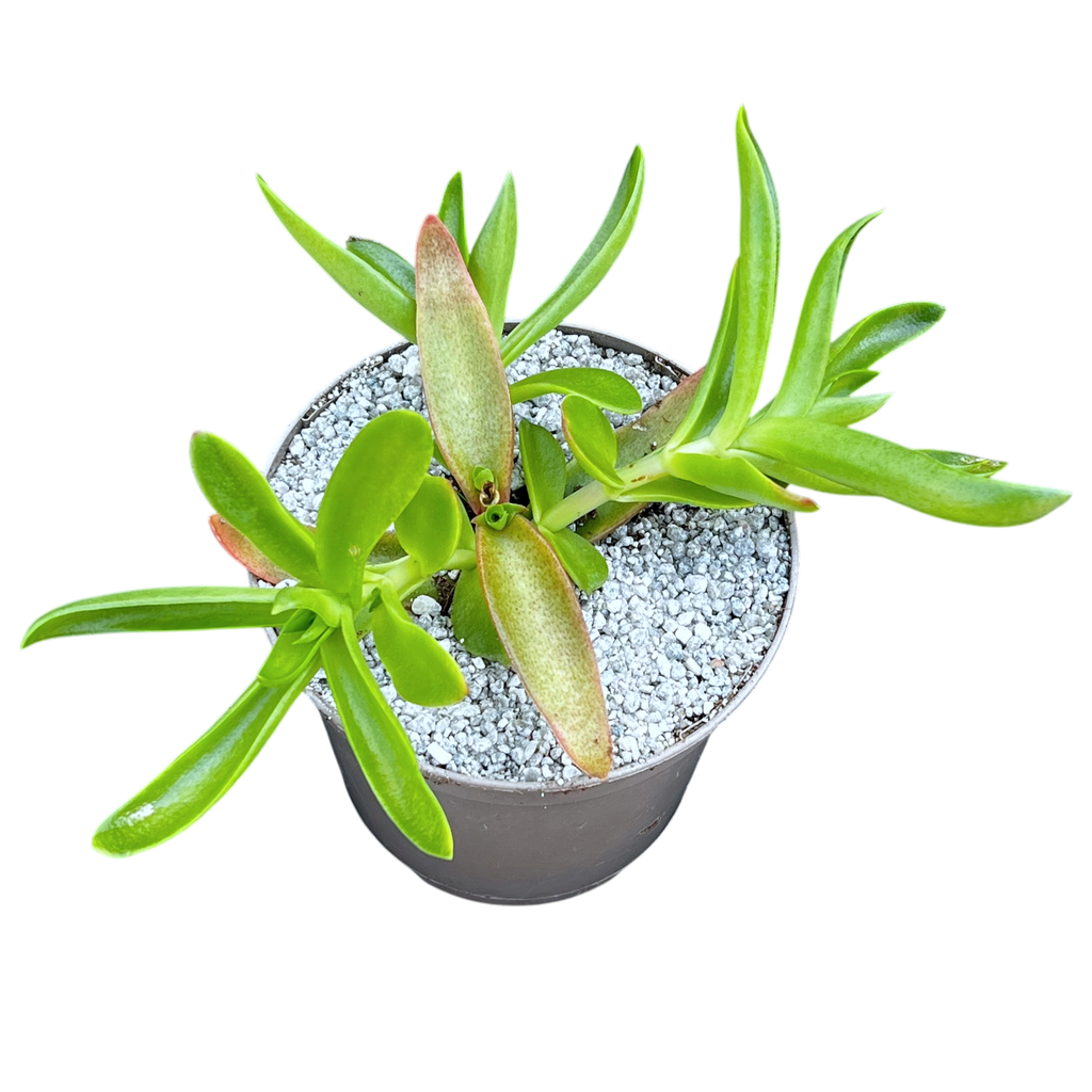 Crassula capitella 'Campfire'