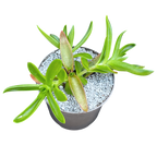 Crassula capitella 'Campfire'