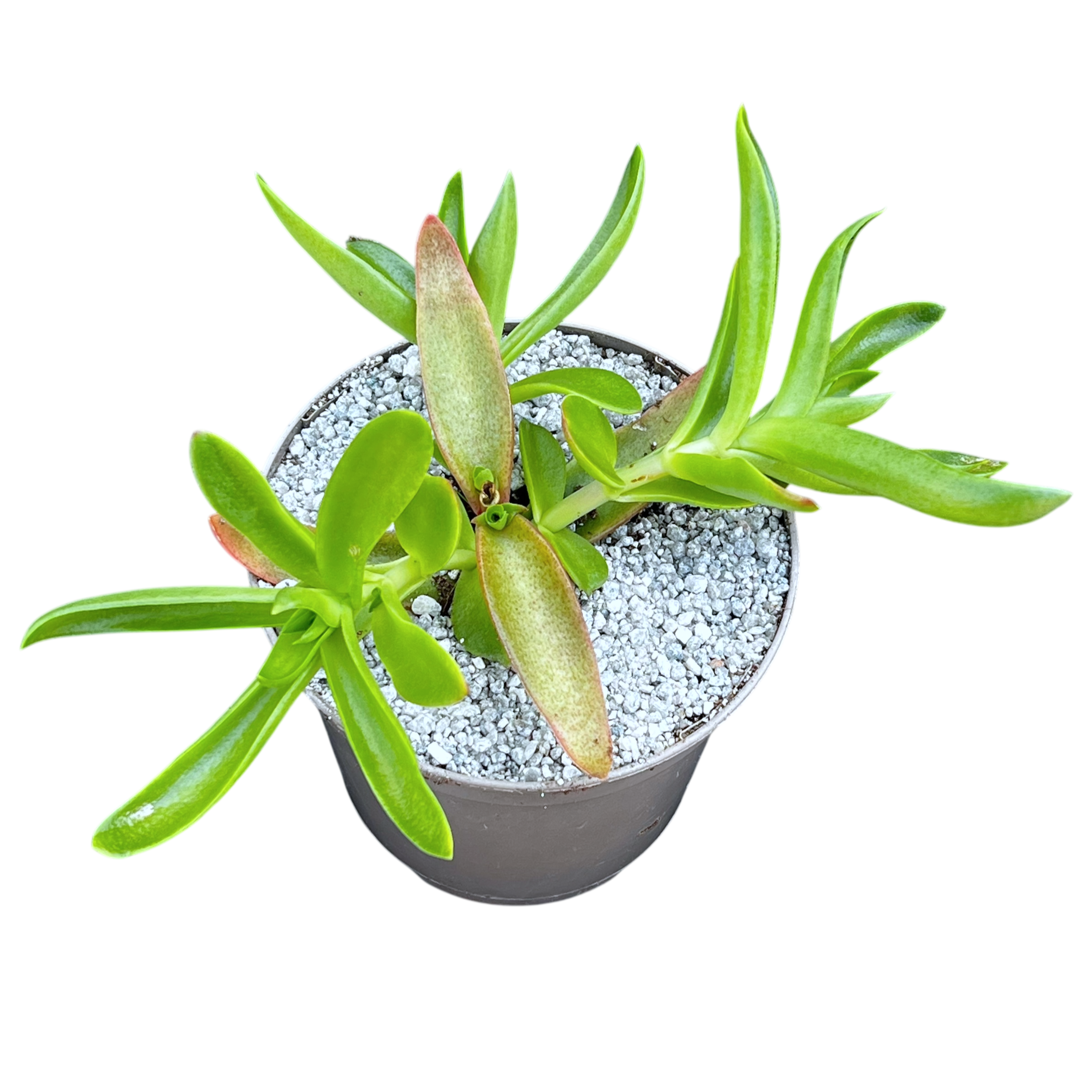 Crassula capitella 'Campfire'