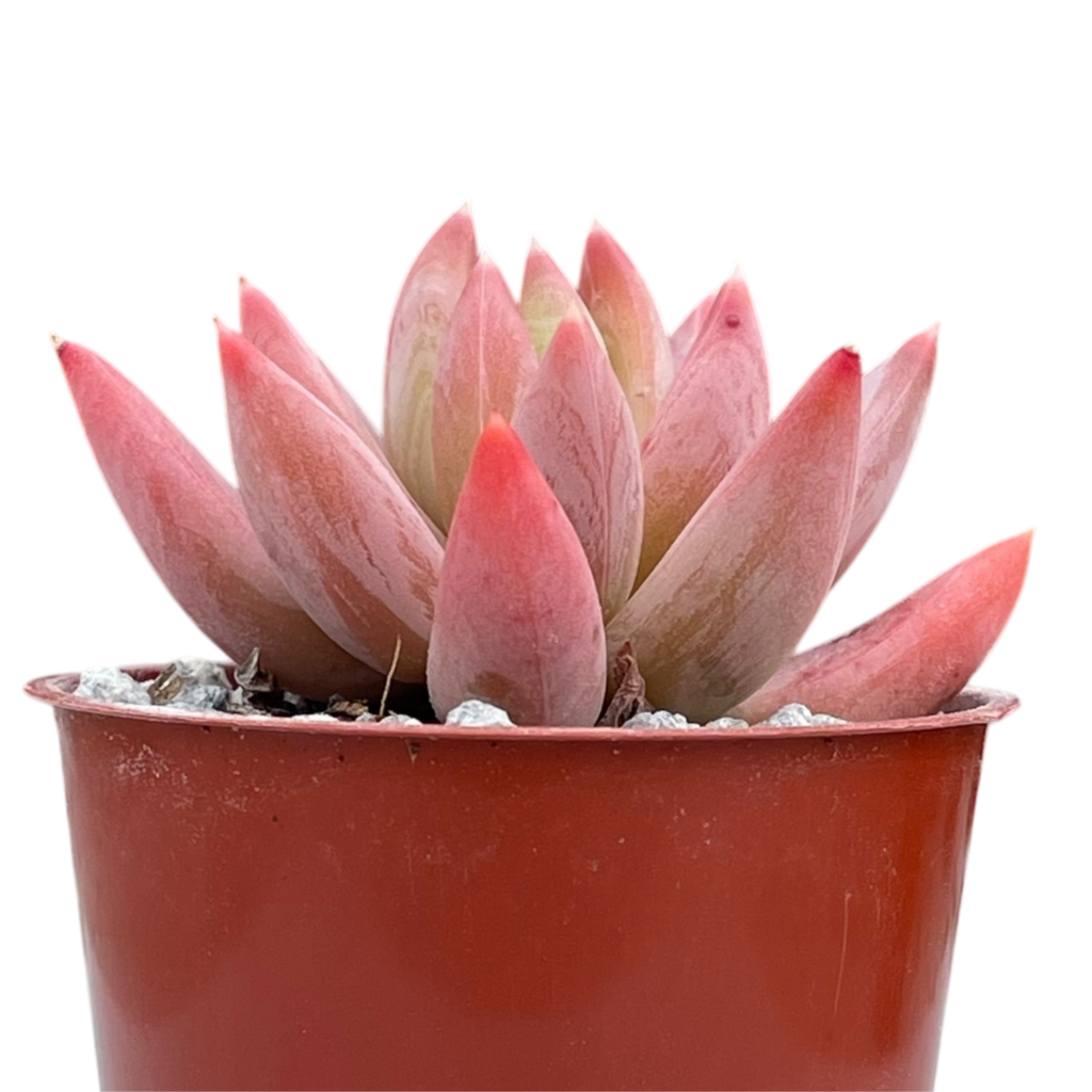 x Pachyveria 'Tuatara'