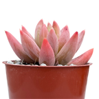 x Pachyveria 'Tuatara'