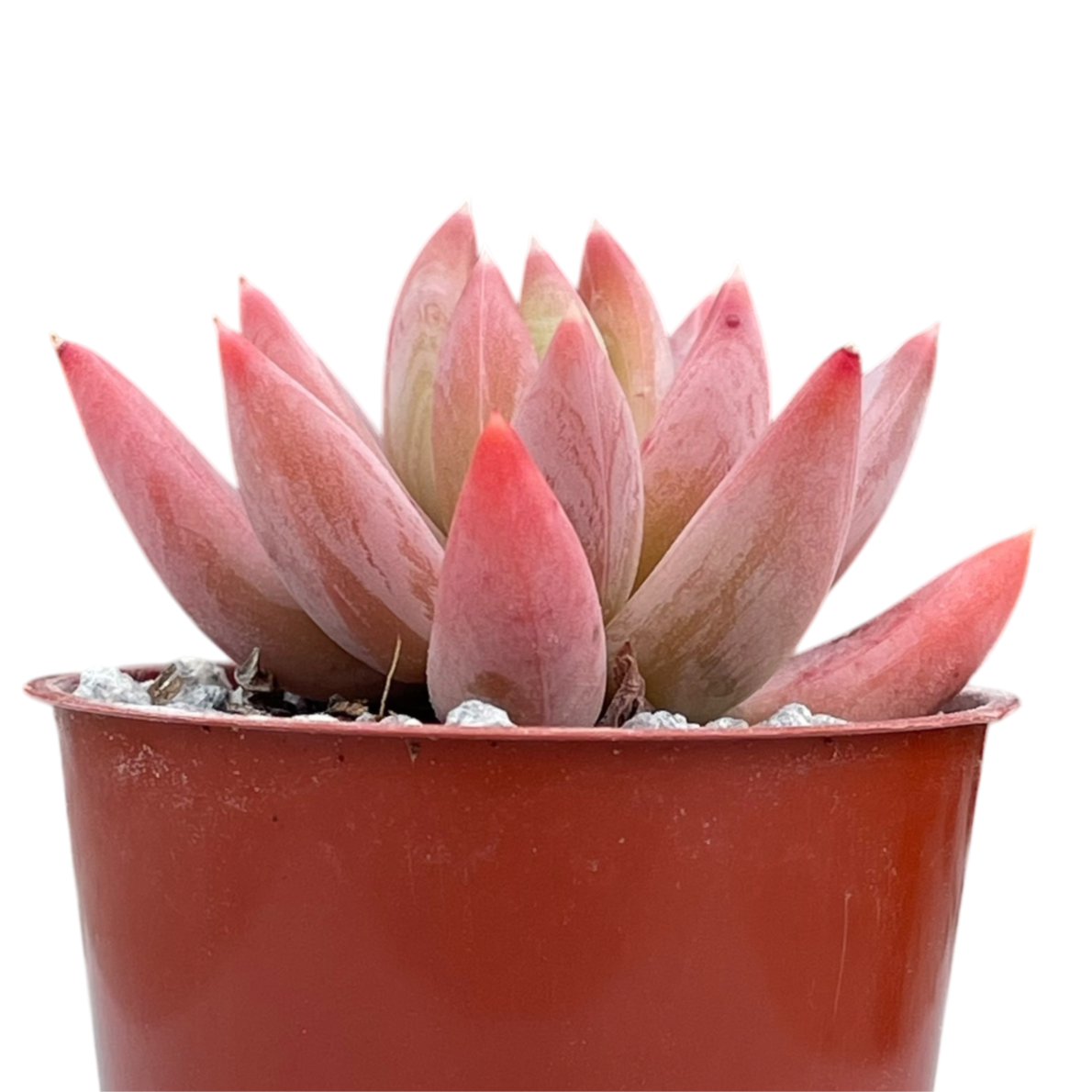 x Pachyveria 'Tuatara'