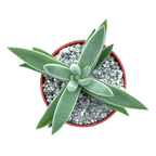 Crassula mesembryanthemoides