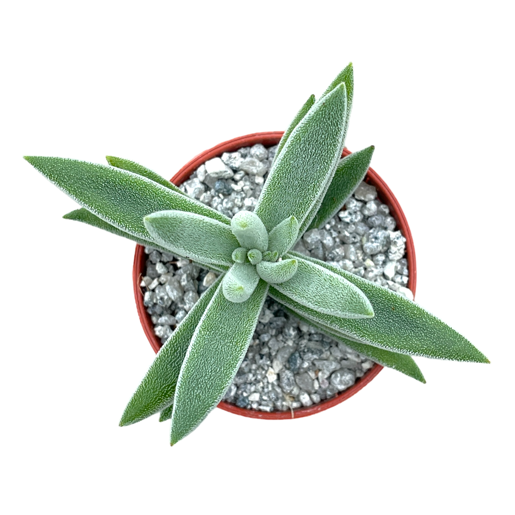 Crassula mesembryanthemoides