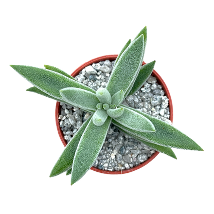 Crassula mesembryanthemoides