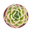 Echeveria 'Crystal Maze'