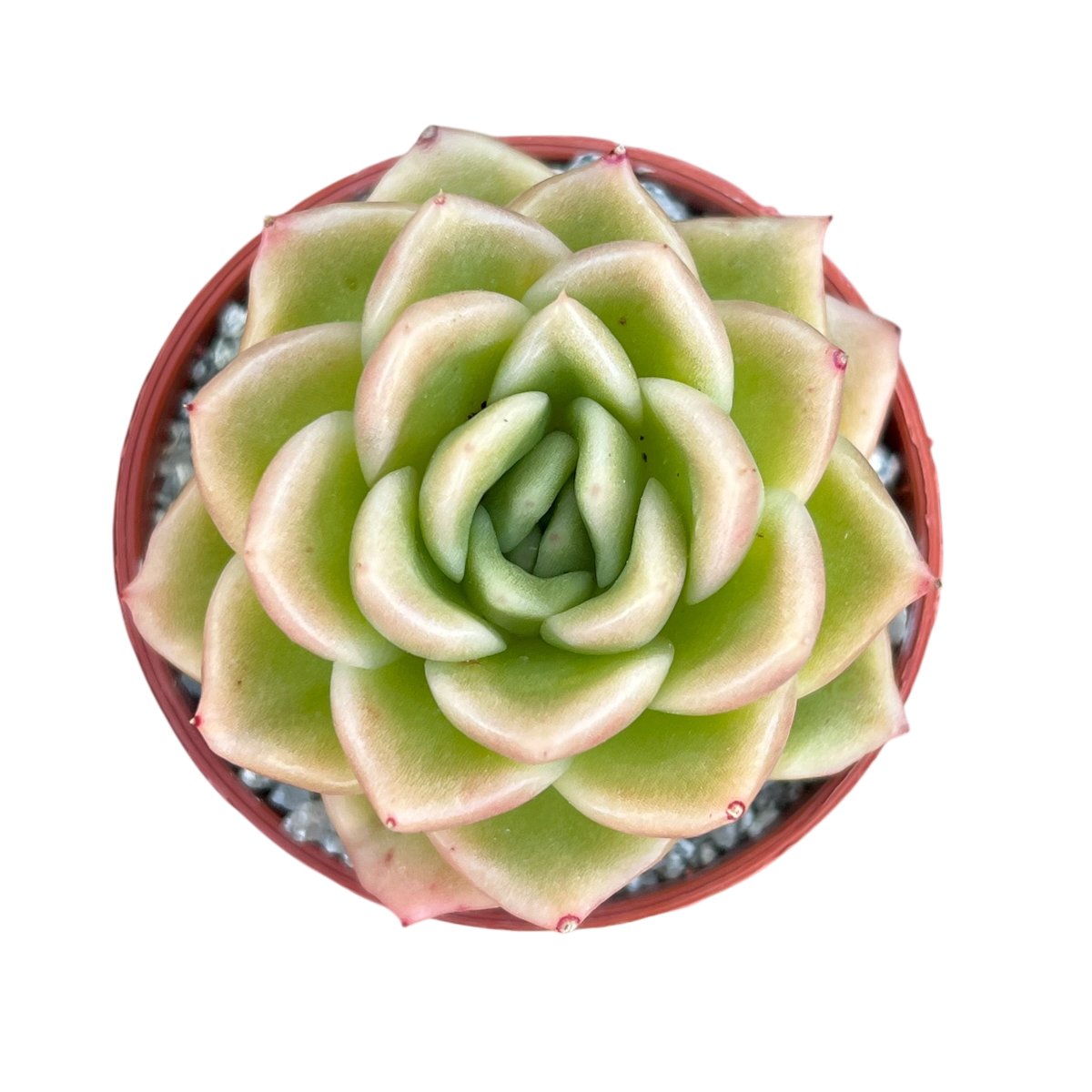 Echeveria 'Crystal Maze'