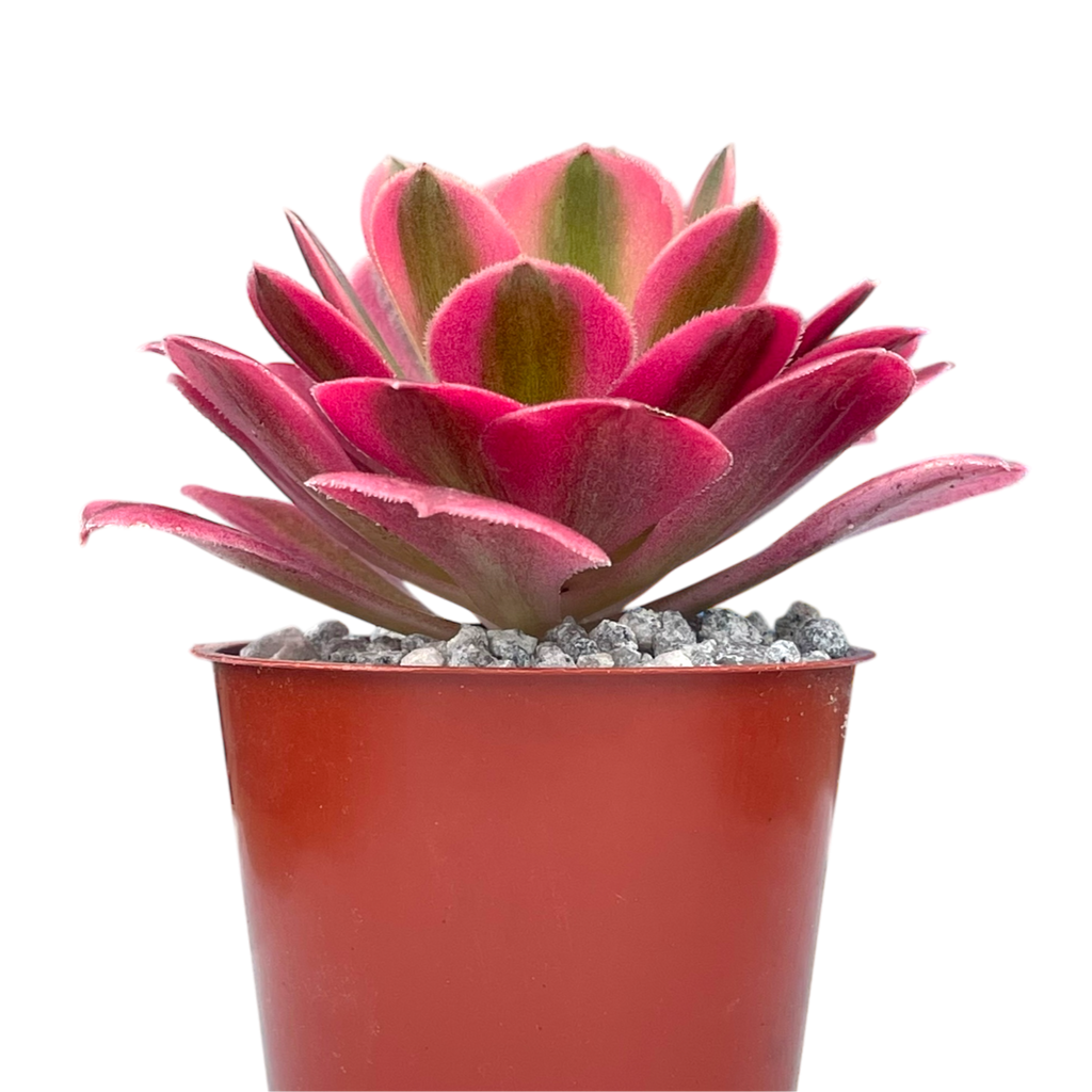 Aeonium 'Pink Witch'