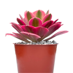 Aeonium 'Pink Witch'