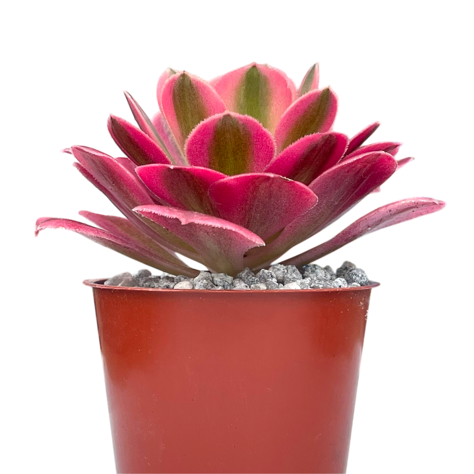 Aeonium 'Pink Witch'