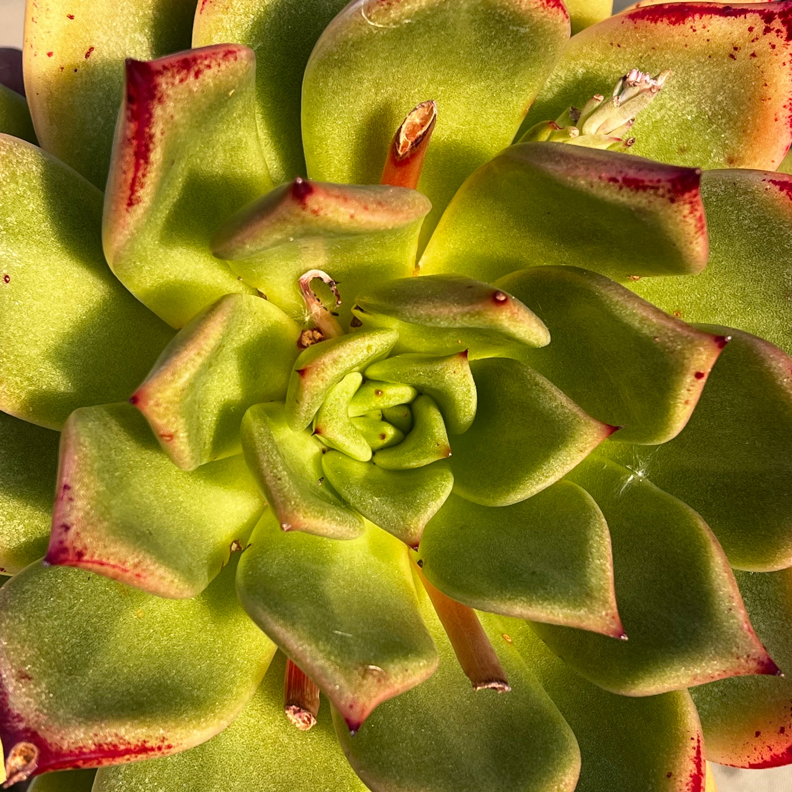 Echeveria agavoides 'Tango'