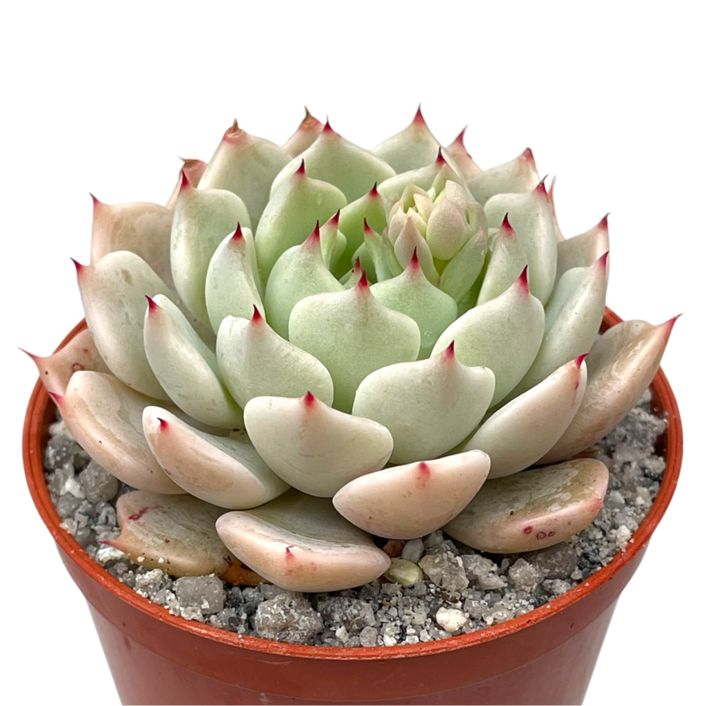 Echeveria mexicensis