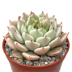 Echeveria mexicensis