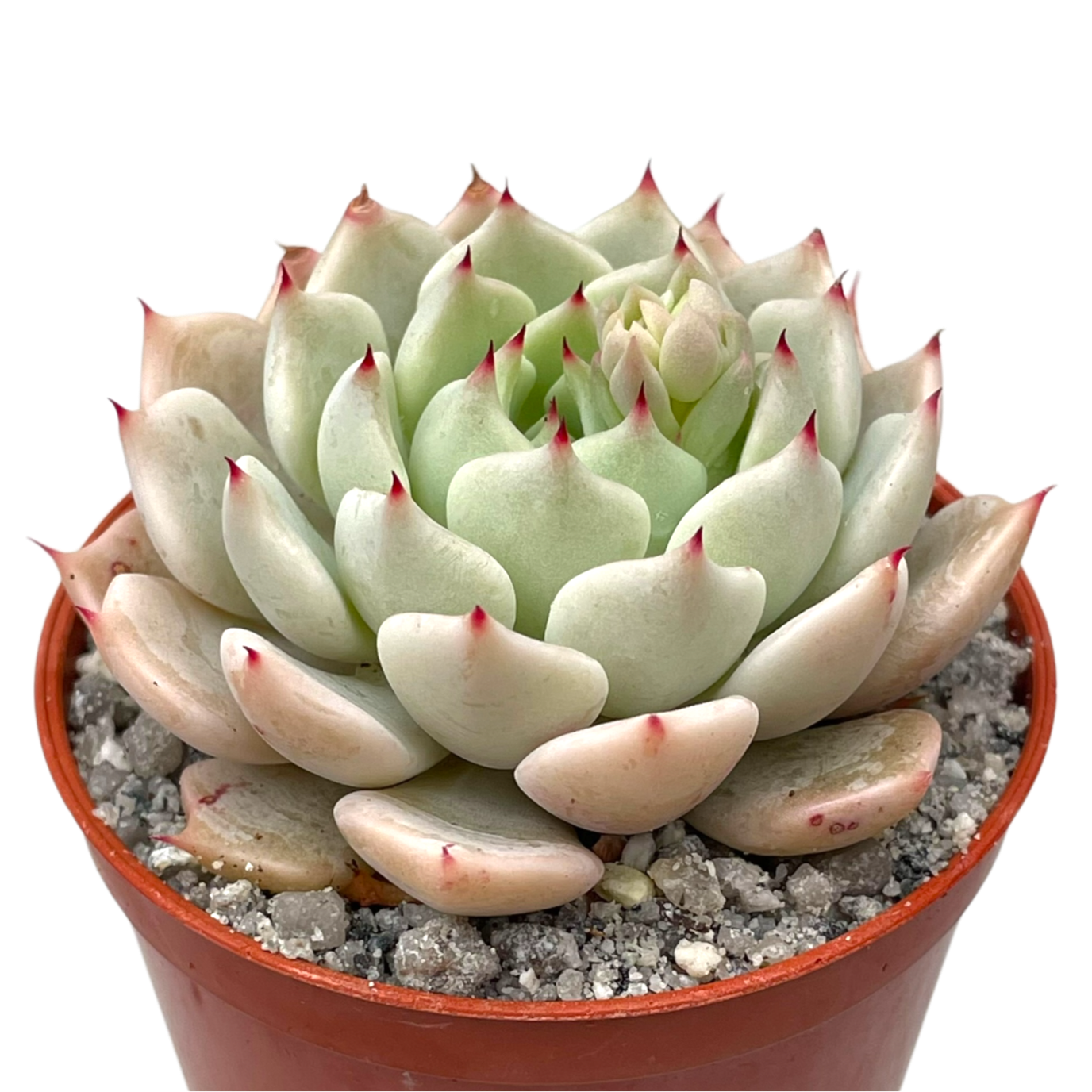 Echeveria mexicensis