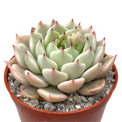 Echeveria mexicensis
