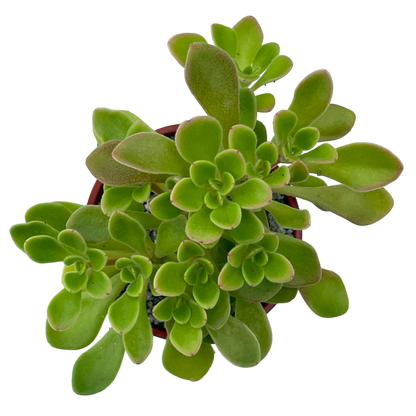 Aichryson aizoides
