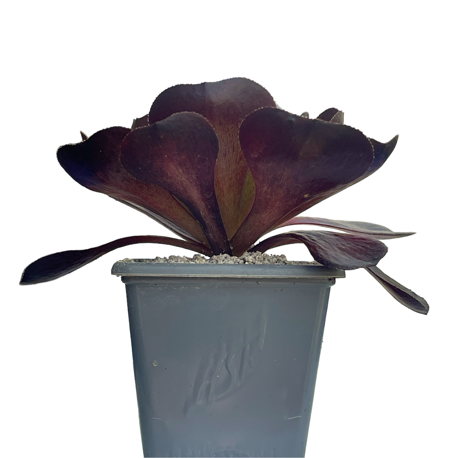 destiny succulent x Semponium 'Destiny' – Surreal Succulents