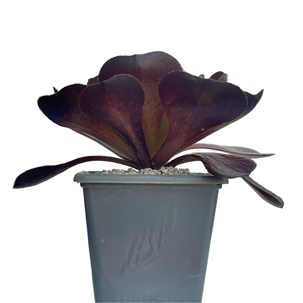 x Semponium 'Destiny'