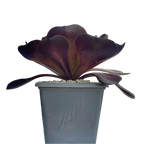 x Semponium 'Destiny'