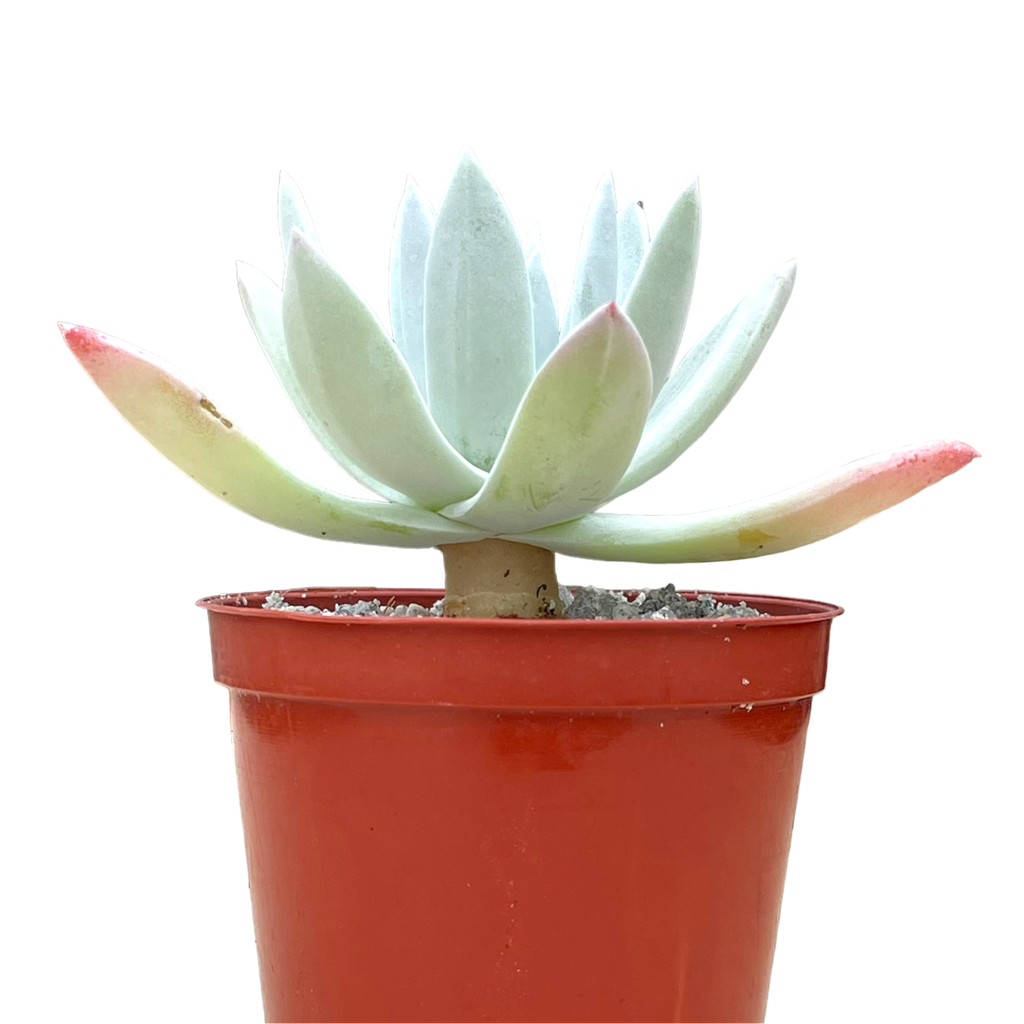 Dudleya greenei