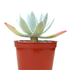 Dudleya greenei