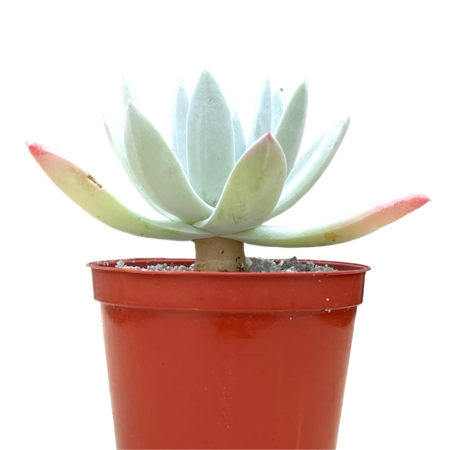 Dudleya greenei